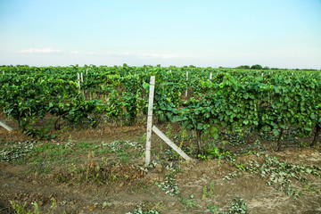 Fototapeta na wymiar Vineyards growing in field