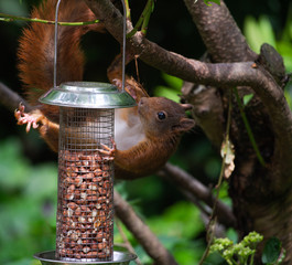 Red squirrel eating nuts from a birdfeeder
