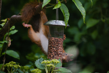 Red squirrel eating nuts from a birdfeeder