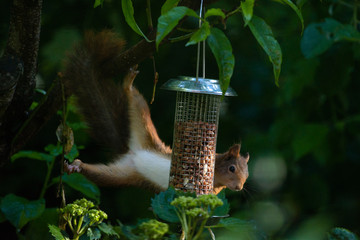 Red squirrel eating nuts from a birdfeeder