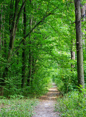 Forest trees. nature green wood sunlight backgrounds