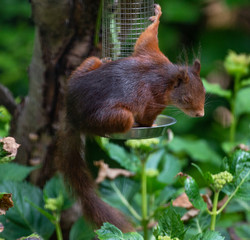Red squirrel eating nuts from a birdfeeder