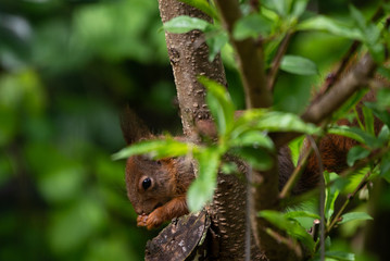 Red squirrel eating nuts from a birdfeeder