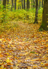 Golden autumnal forest with sunbeams