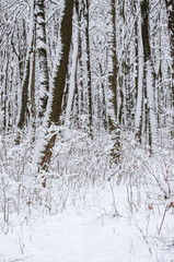 Fototapeta premium Winter snow covered trees background