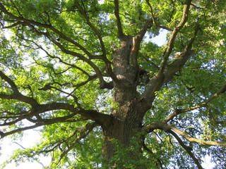 view of an old oak canopy