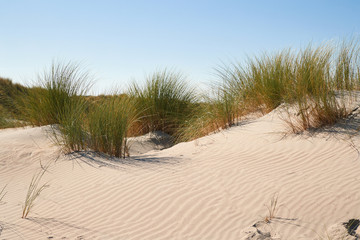 Fototapeta na wymiar Coastal sand dunes in the Netherlands