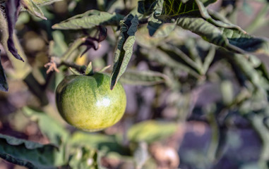 Green, red tomatoes in the garden.