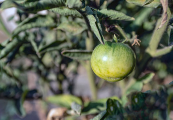 Green, red tomatoes in the garden.