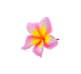 Fototapeta na wymiar plumeria r flower isolated on White background
