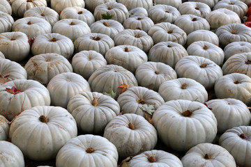 Fresh healthy bio pumpkins on farmer agricultural market at autumn