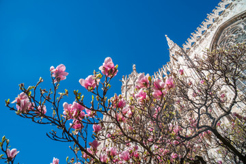 Partial view to Duomo of Milan in springtime with magnolia flowers in a sunny happy day © k_samurkas