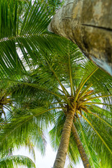 Fototapeta premium Beach summer vacation holidays background with coconut palm tree