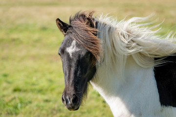 Obraz na płótnie Canvas Beautiful black and white Icelandic horse in sunlight