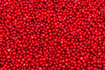 Background of ripe red lingonberry (cowberry, partridgeberry)