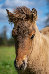 Naklejka na ściany i meble Close up portrait of a cute brown Icelandic horse foal