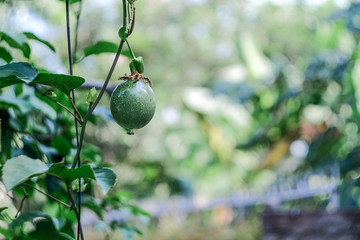 Young Passion fruit on tree in fruit garden.