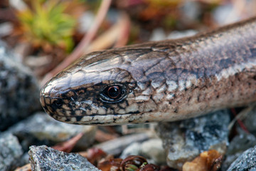 Extreme close up of a slow worm or lizard