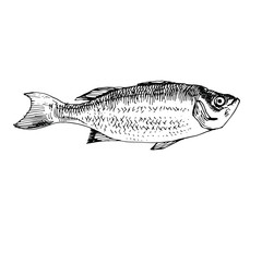 Fish line art. Hand drawn doodle sketch black and white stock vector illustration