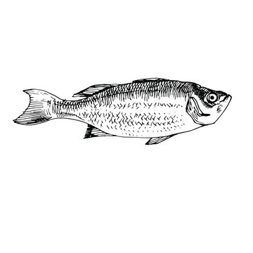 Fish line art. Hand drawn doodle sketch black and white stock vector illustration