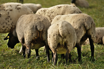 sheep in a field