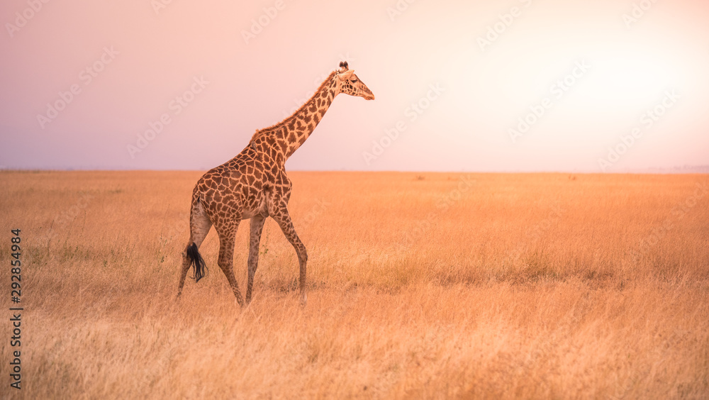 Poster Lonely giraffe in the savannah Serengeti National Park at sunset.  Wild nature of Tanzania - Africa. Safari Travel Destination.