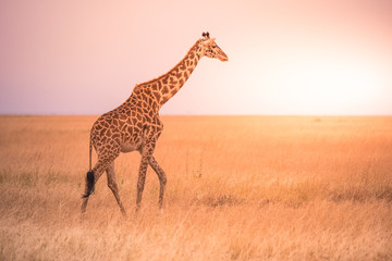 Lonely giraffe in the savannah Serengeti National Park at sunset.  Wild nature of Tanzania -...