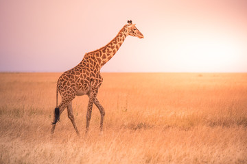Lonely giraffe in the savannah Serengeti National Park at sunset.  Wild nature of Tanzania - Africa. Safari Travel Destination.