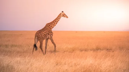 Foto auf Acrylglas Lonely giraffe in the savannah Serengeti National Park at sunset.  Wild nature of Tanzania - Africa. Safari Travel Destination. © Simon Dannhauer