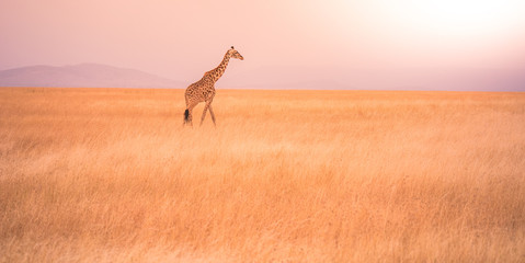 Naklejka na ściany i meble Lonely giraffe in the savannah Serengeti National Park at sunset. Wild nature of Tanzania - Africa. Safari Travel Destination.