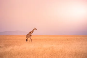 Schilderijen op glas Lonely giraffe in the savannah Serengeti National Park at sunset.  Wild nature of Tanzania - Africa. Safari Travel Destination. © Simon Dannhauer