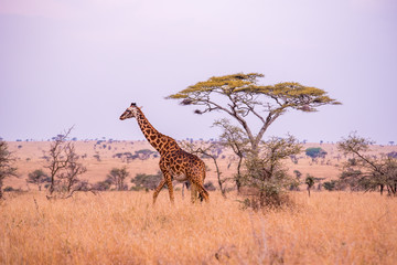 Lonely giraffe in the savannah Serengeti National Park at sunset.  Wild nature of Tanzania - Africa. Safari Travel Destination.