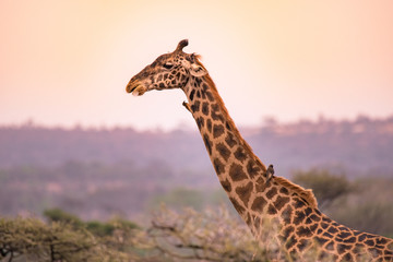 Lonely giraffe in the savannah Serengeti National Park at sunset.  Wild nature of Tanzania - Africa. Safari Travel Destination.