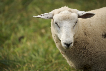 portrait of a sheep