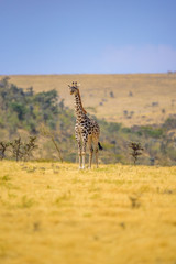 Lonely giraffe in the savannah Serengeti National Park at sunset.  Wild nature of Tanzania - Africa. Safari Travel Destination.