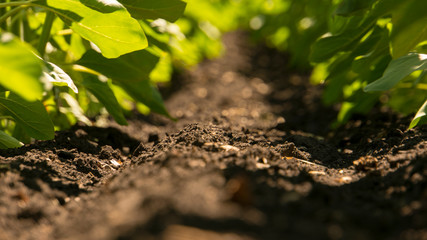 potato field irrigated by a pivot sprinkler system