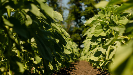 potato field irrigated by a pivot sprinkler system