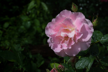 Blooming roses floribunda Charles Aznavour Mielland breeding after the rain. Pink roses background.