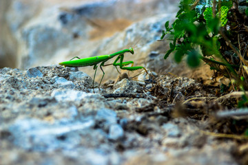 mantis insects photos
