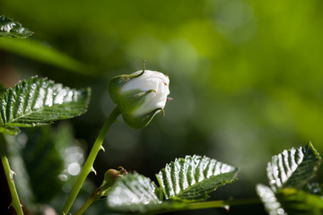 Rubus illecebrosus, Japanese raspberry blooming in the home garden. Close-up. Backgraund.