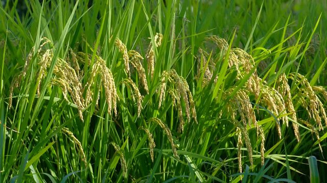 【動画素材】 風に揺れる稲穂　米　田んぼ　農業