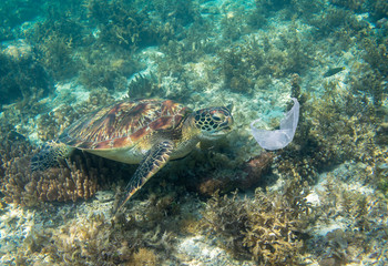 Naklejka na ściany i meble Sea turtle and plastic bag. Ecological problem photo. Marine green turtle near plastic underwater photo. Plastic garbage pollution.