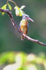wild bird kingfisher