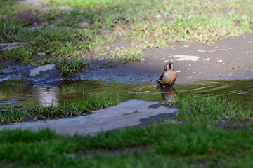 Fichtenkreuzschnabel an einer Pfütze