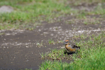 Fichtenkreuzschnabel an einer Pfütze