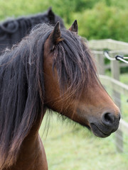 Obraz premium Native Pony Headshot