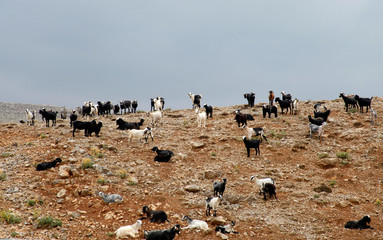 herd of goats grazing in pasture
