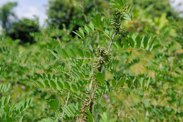 the cluster of seed pods of Indigo (Indigofera Tinctoria) on the branch used in dyeing for indigo...
