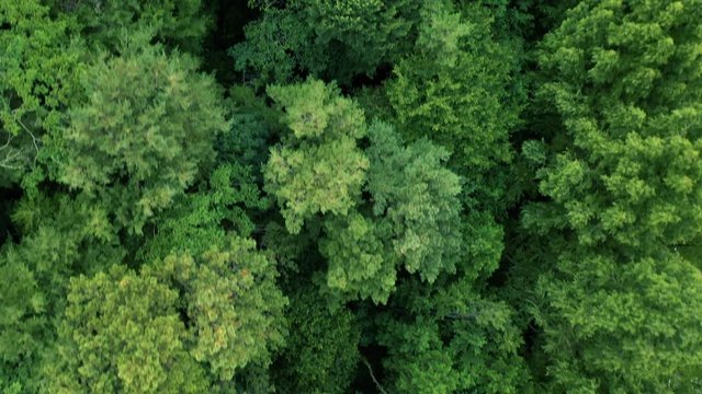 Damyang, South Korea - 23 July 2019 4K Aerial Drone Footage View over the Metasequoia Road..