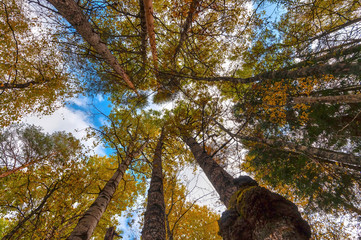 View of the sky and the crowns of trees on an autumn sunny day